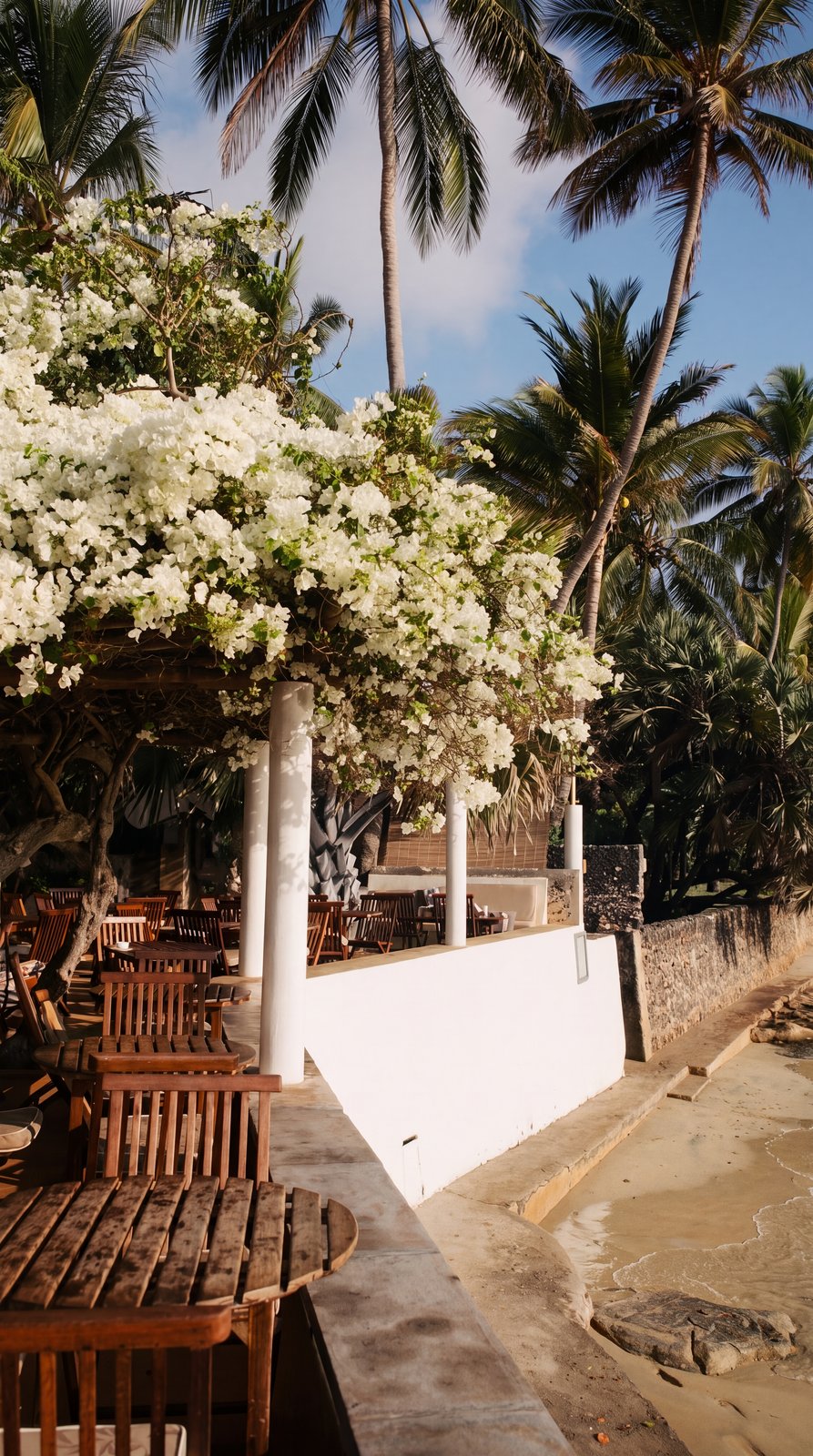 Bougainvillea and the shoreline