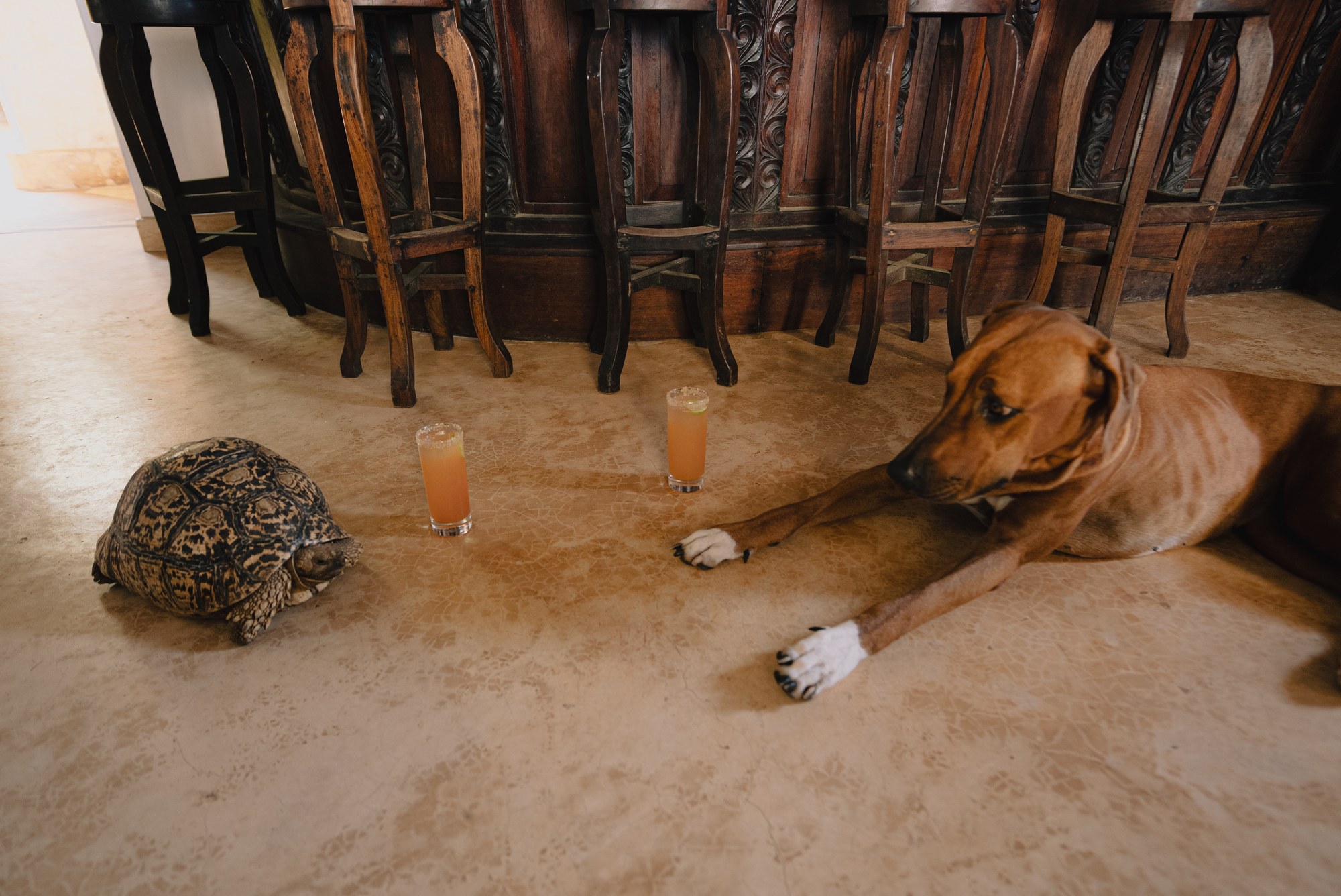 A dog resting beside the bar