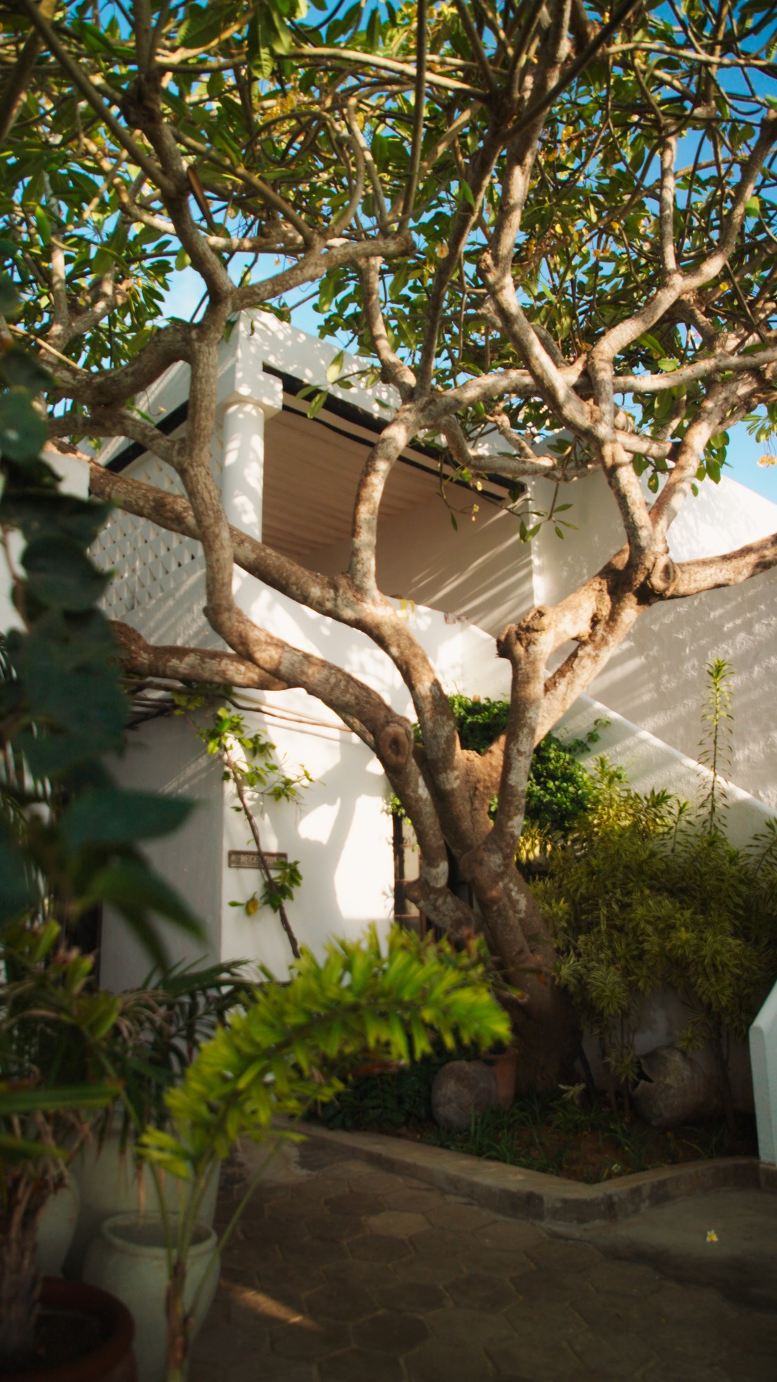 Frangipani branches above the terrace