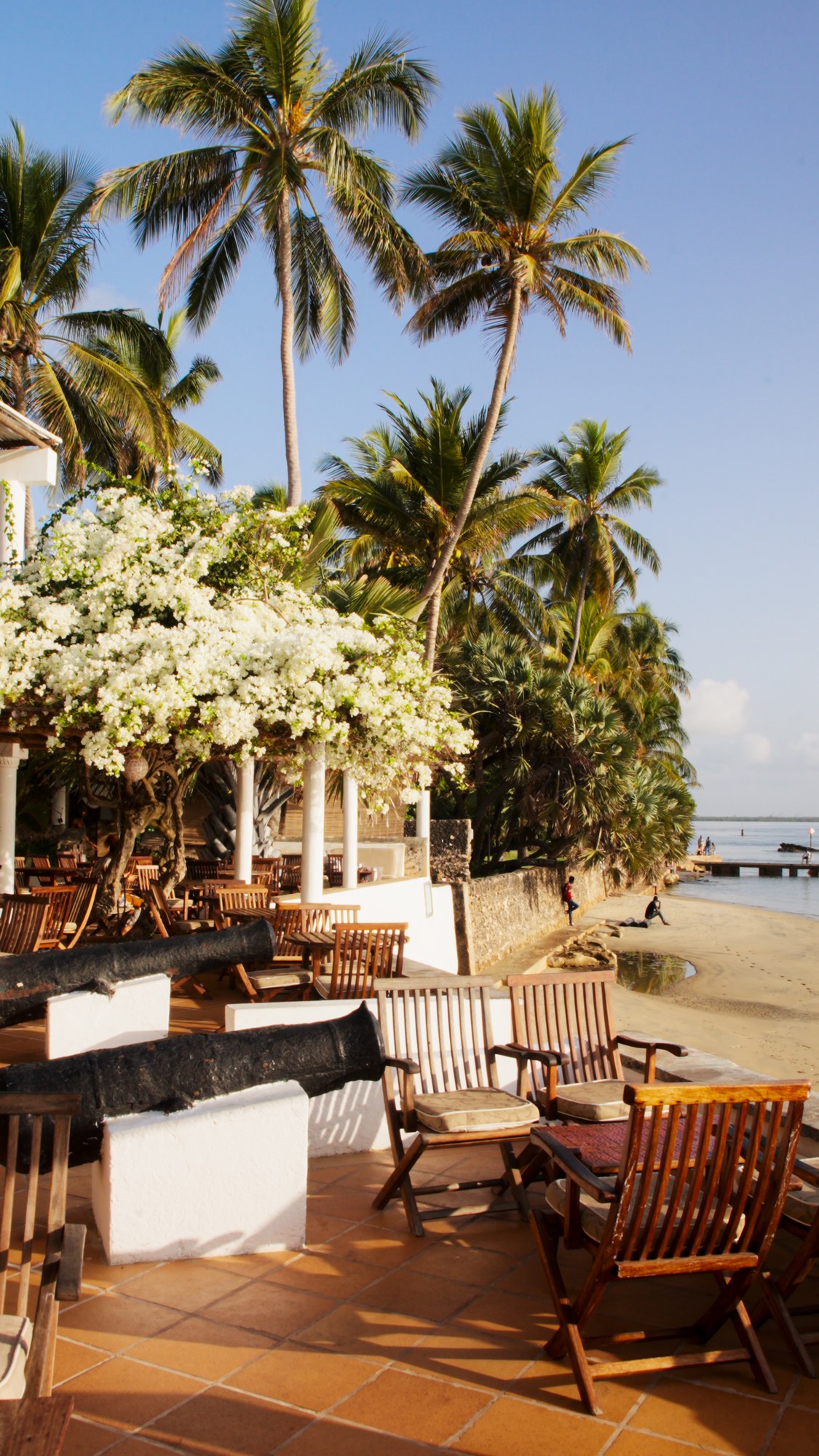 Palms and bougainvillea